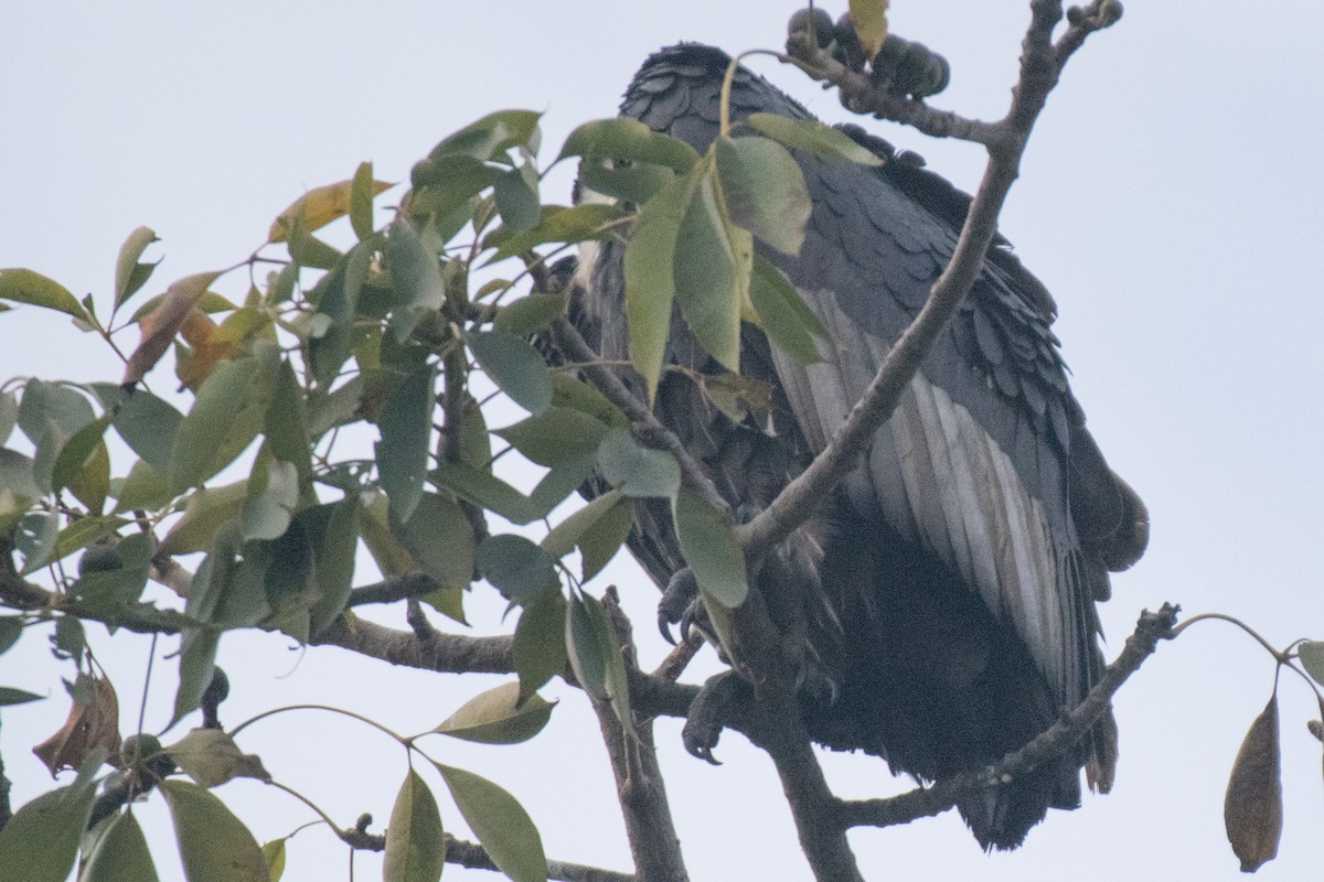 Eurasian Griffon - Vivek Rawat