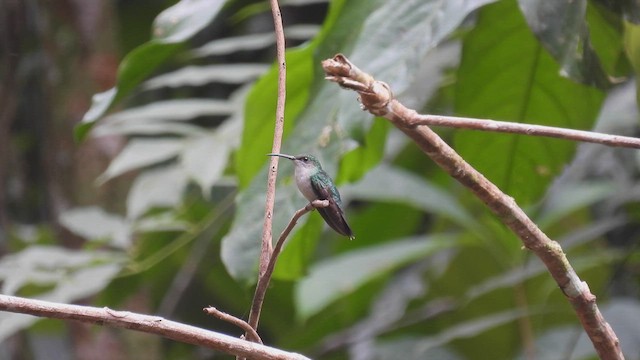 kolibřík nymfový - ML532562021