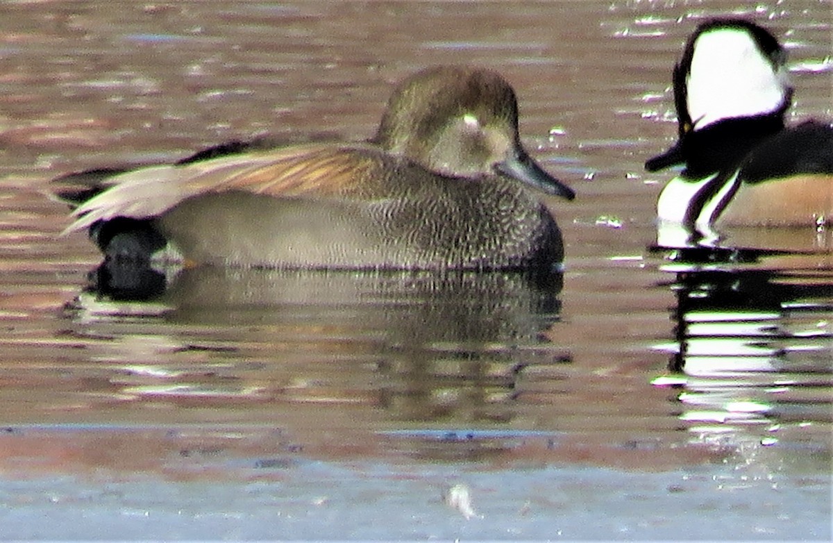 Gadwall - ML532563191