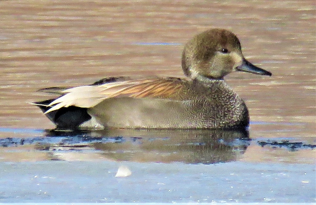 Gadwall - ML532563211