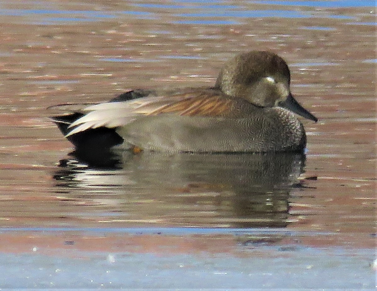 Gadwall - ML532563221