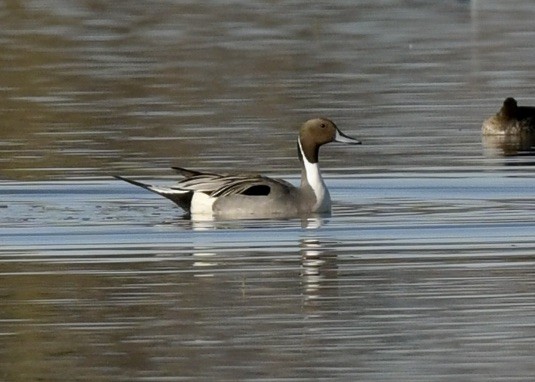 Northern Pintail - ML532564141