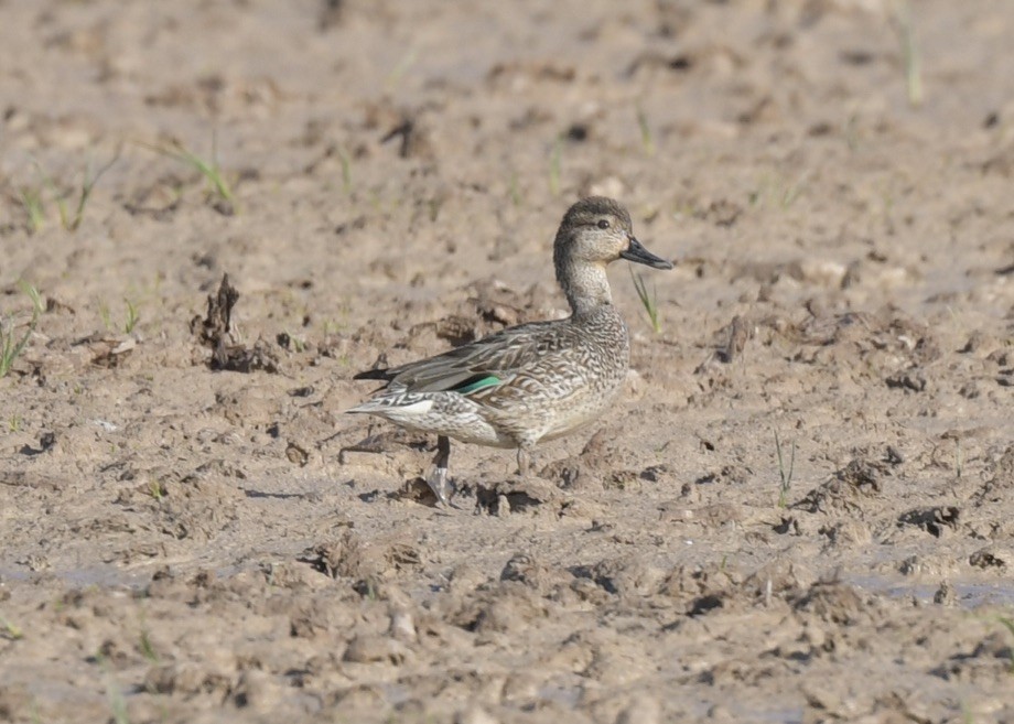 Green-winged Teal - Tsaiwei Olee