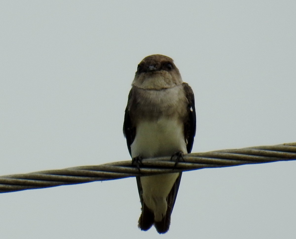 Pale Martin - ML532564271