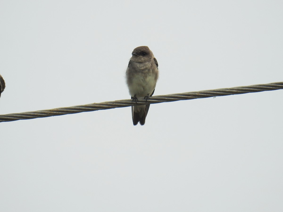 Pale Martin - ML532564361