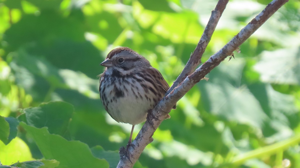 Song Sparrow - ML532564571