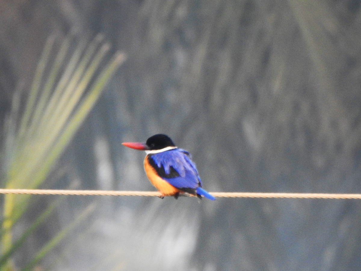 Black-capped Kingfisher - Arulvelan Thillainayagam