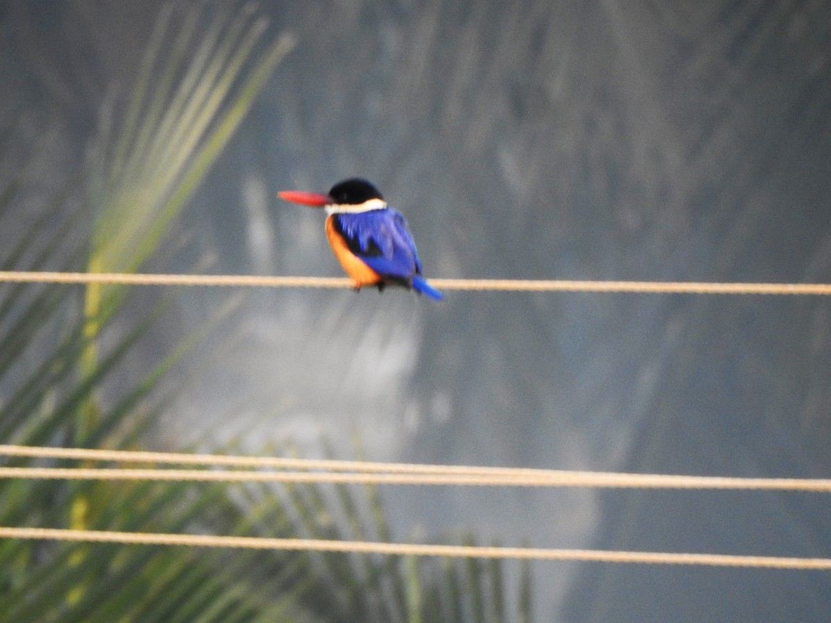 Black-capped Kingfisher - Arulvelan Thillainayagam