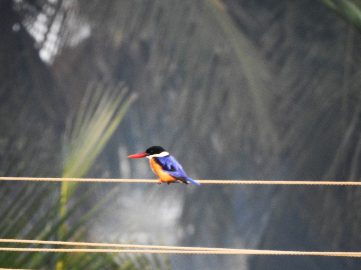 Black-capped Kingfisher - ML532565771