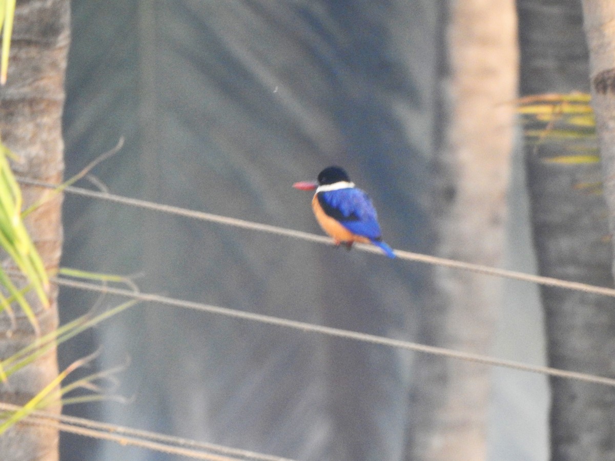 Black-capped Kingfisher - ML532565781