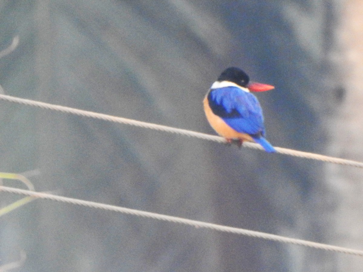 Black-capped Kingfisher - Arulvelan Thillainayagam