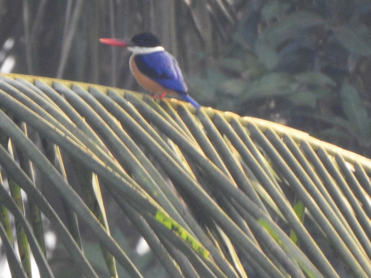 Black-capped Kingfisher - Arulvelan Thillainayagam