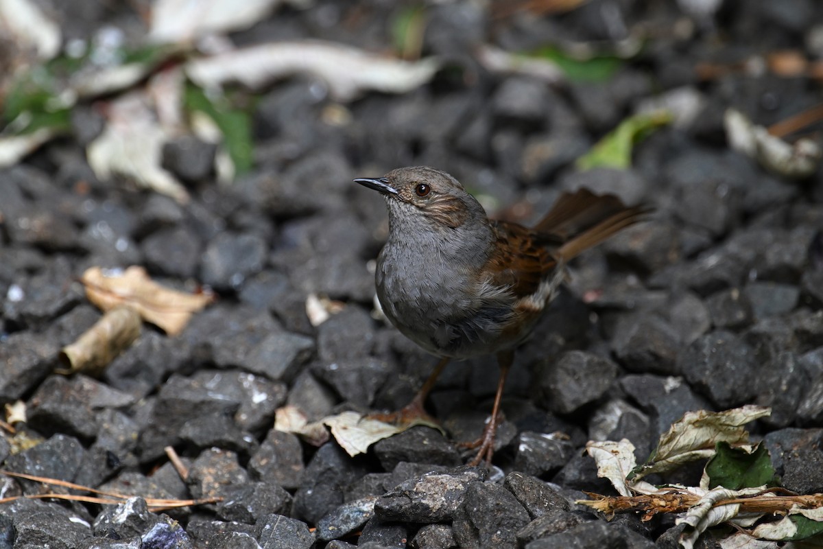 Dunnock - ML532567431