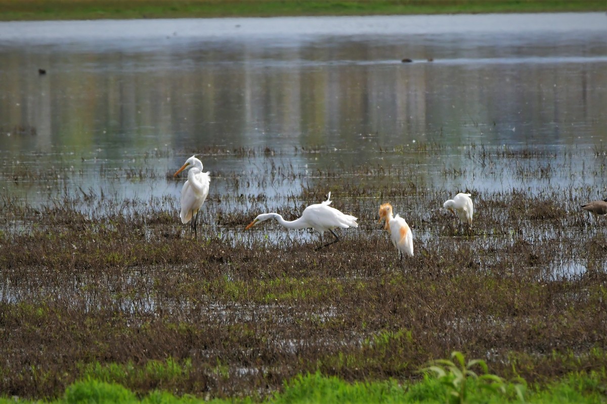 Great Egret (modesta) - ML532568761