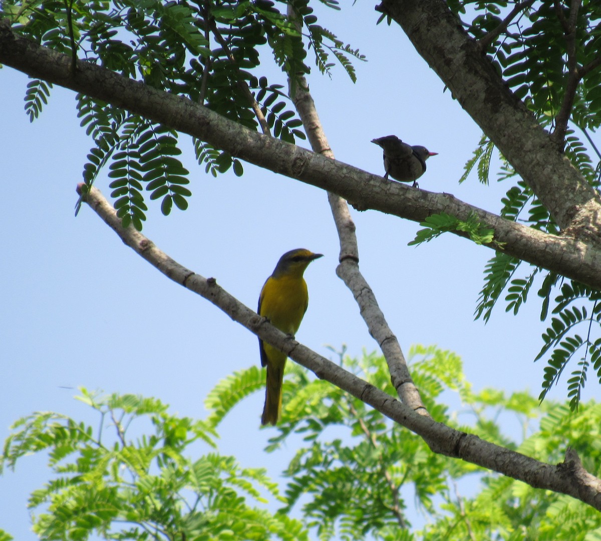 Orange Minivet - ML53256891