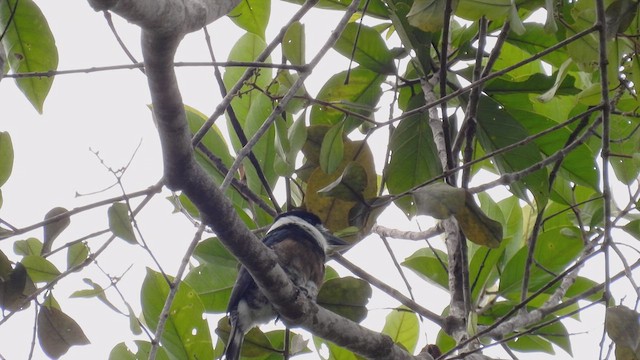 Brown-banded Puffbird - ML532570141