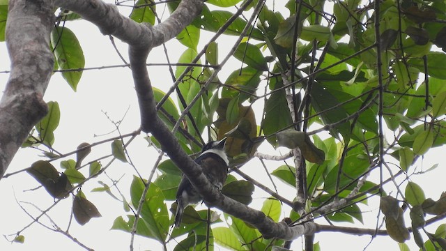 Brown-banded Puffbird - ML532570151