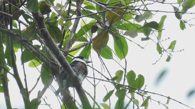 Brown-banded Puffbird - ML532570161