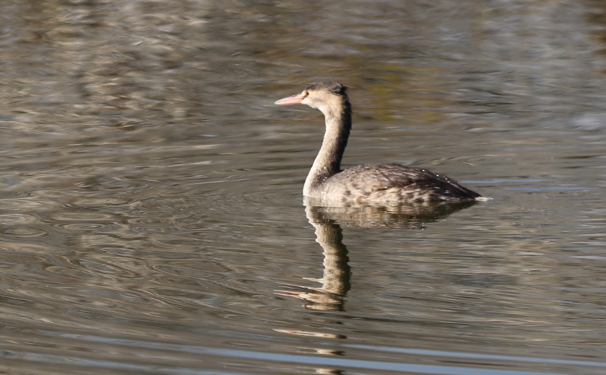 Great Crested Grebe - ML532571571