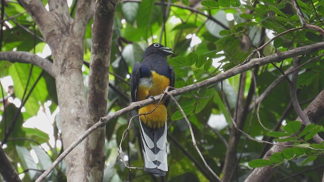 trogon zelenohřbetý - ML532571871