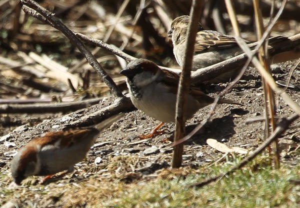 Moineau domestique - ML53257211