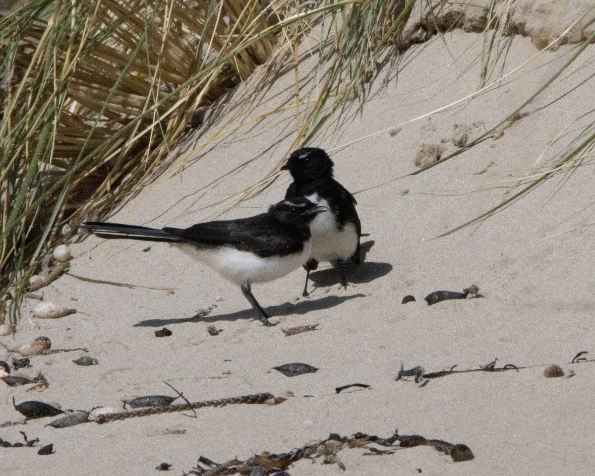 Willie-wagtail - Pat and Denise Feehan