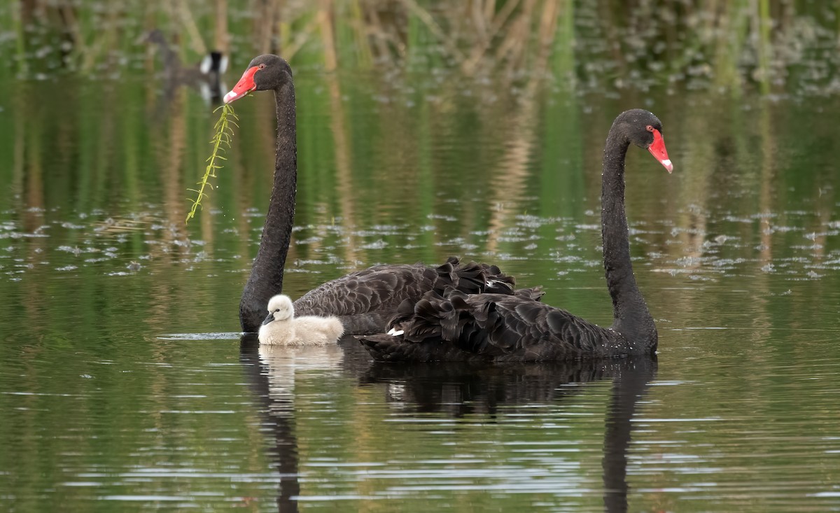 Black Swan - David Ongley