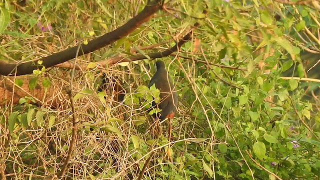 White-breasted Waterhen - ML532573131