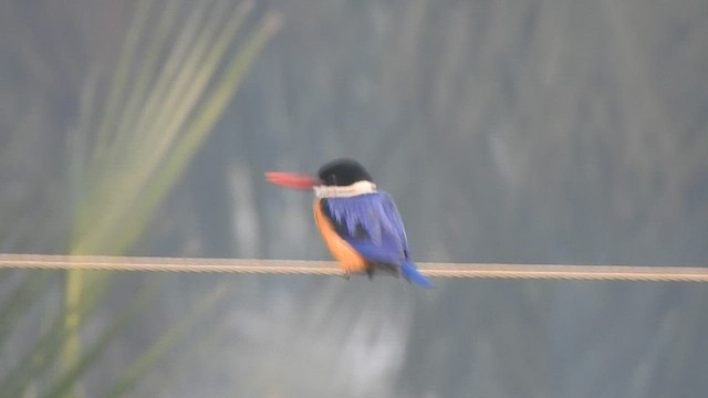 Black-capped Kingfisher - ML532573201