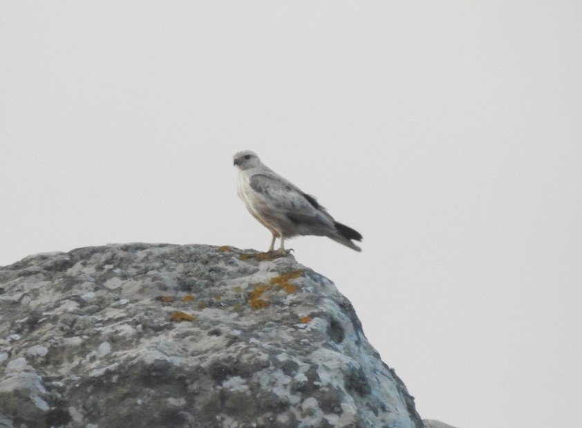Long-legged Buzzard - Antonio Jesús Sepúlveda