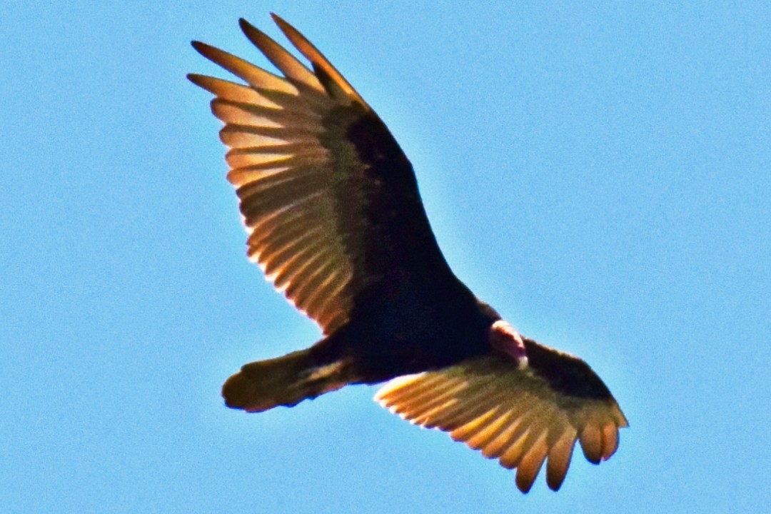 Turkey Vulture - ML532574161