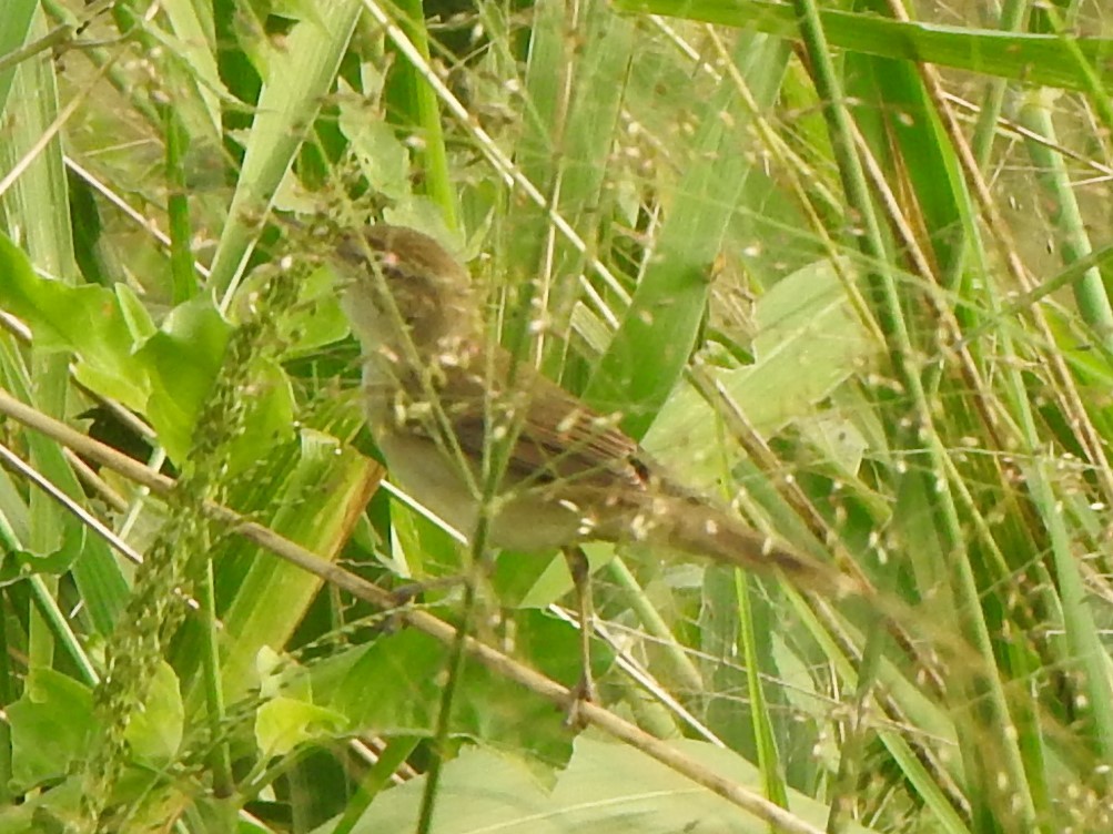 Clamorous Reed Warbler - Arulvelan Thillainayagam