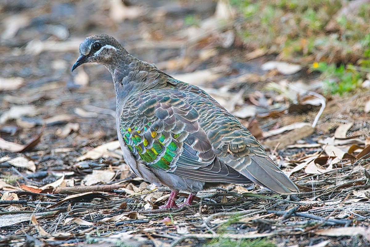 Common Bronzewing - ML532577081