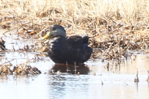 American Black Duck - sicloot