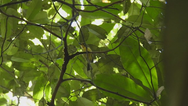 Yellow-browed Antbird - ML532578351