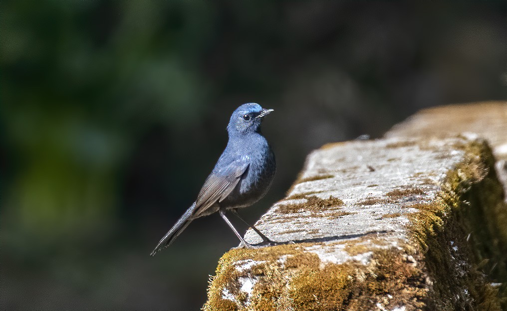 Blue-fronted Robin - ML532579021