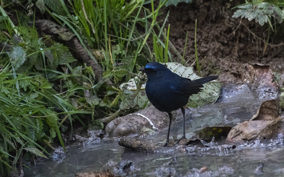 Blue-fronted Robin - ML532579031