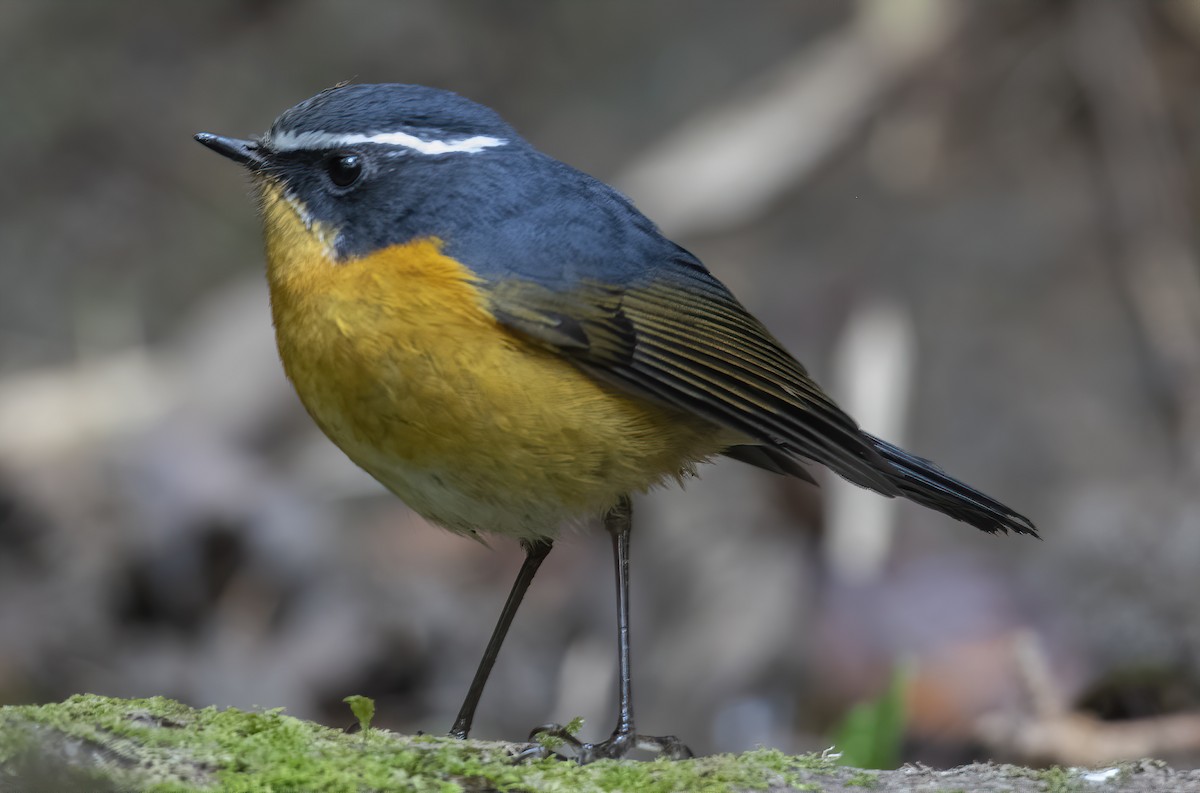 White-browed Bush-Robin - ML532579041