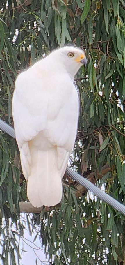 Gray Goshawk - ML532579161