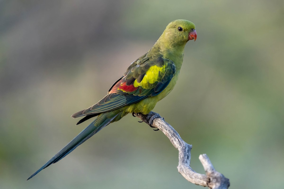 Regent Parrot - Ian and Deb Kemmis