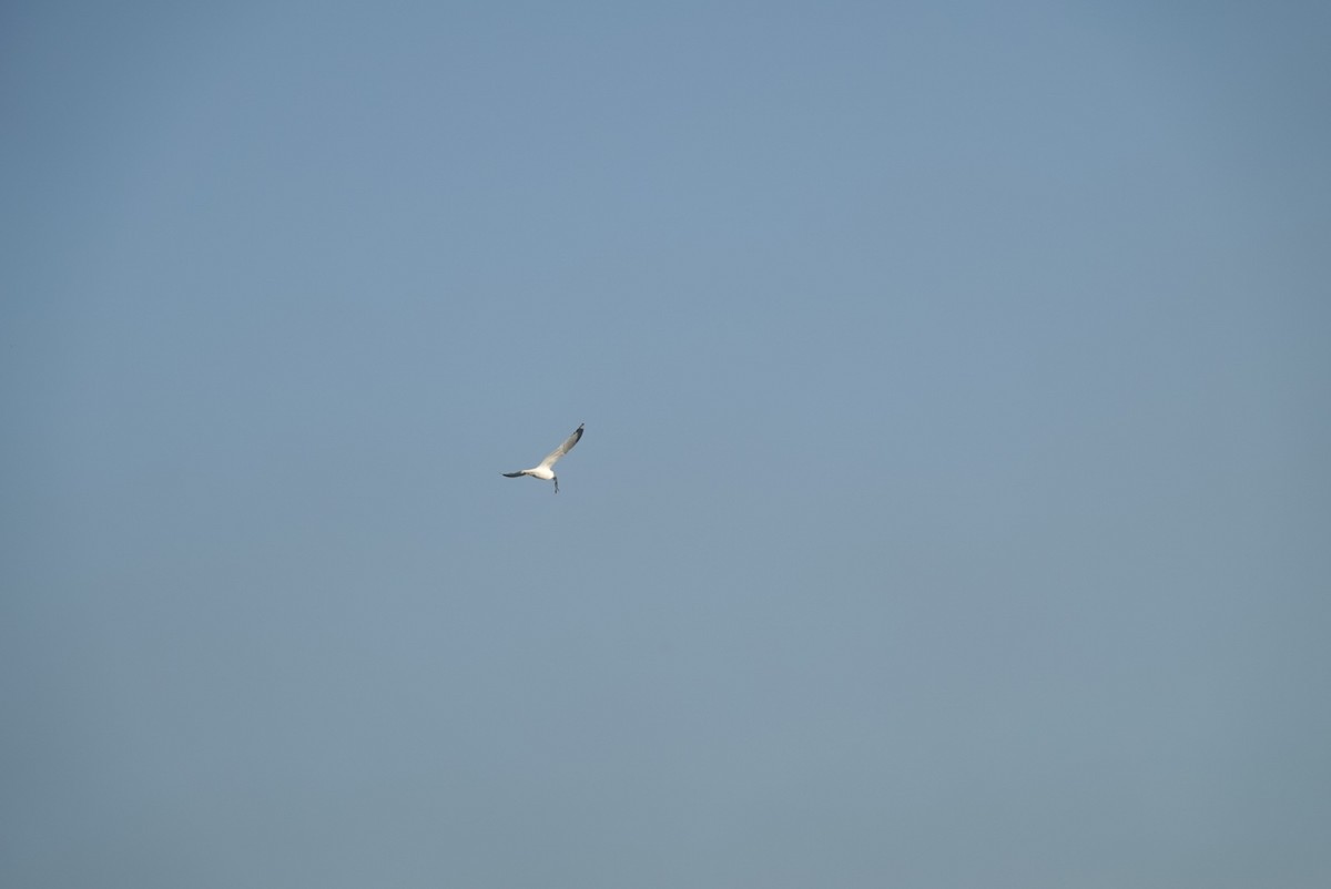 Ring-billed Gull - ML532580161