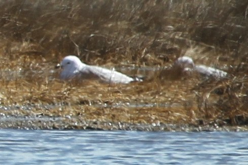 Ring-billed Gull - sicloot