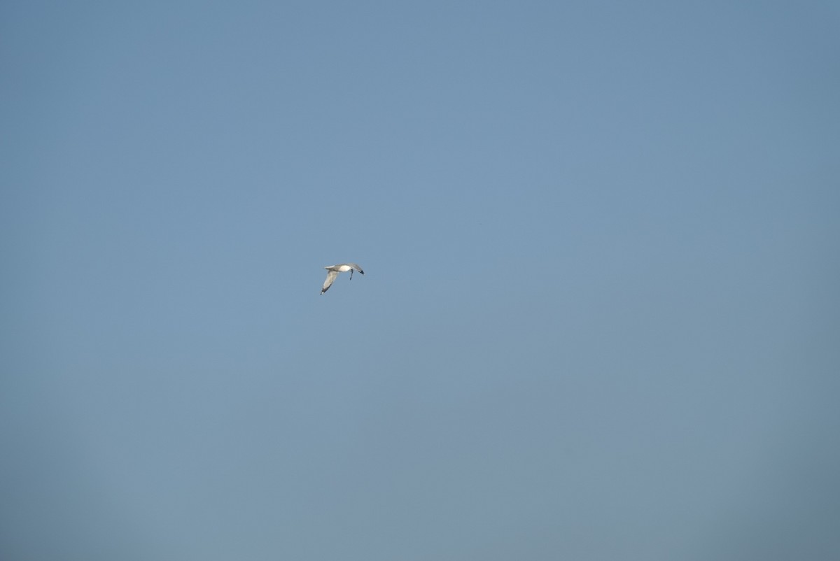 Ring-billed Gull - ML532580421