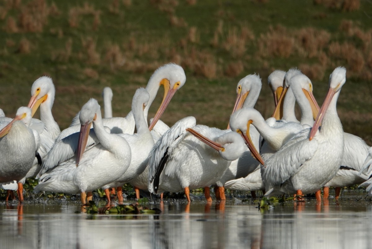 American White Pelican - ML532580691