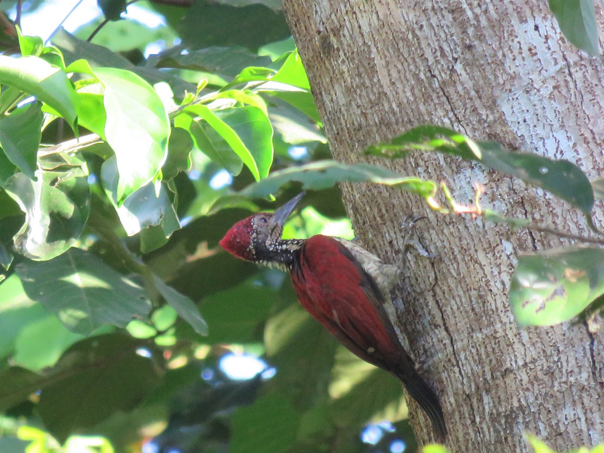 Luzon Flameback - Jack Noordhuizen