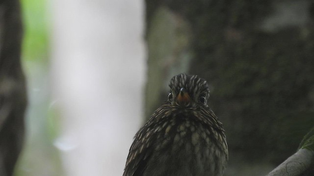 White-chested Puffbird - ML532581401