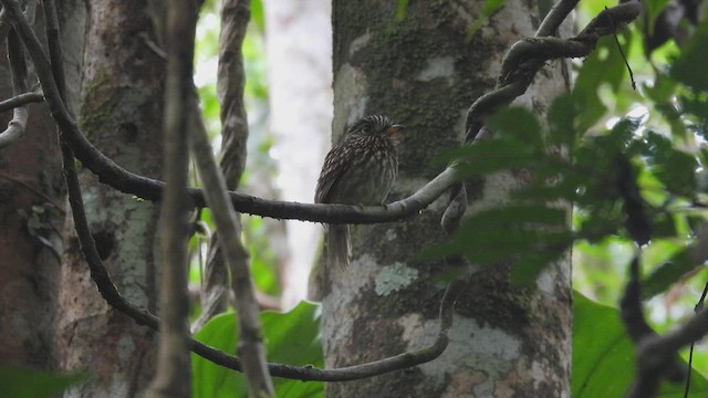 White-chested Puffbird - ML532581411