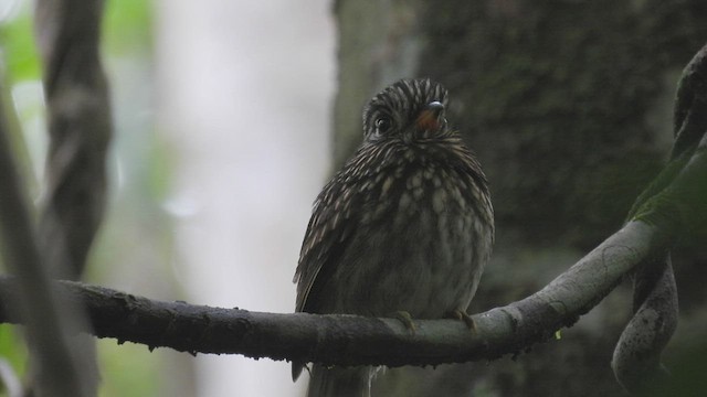 White-chested Puffbird - ML532581431