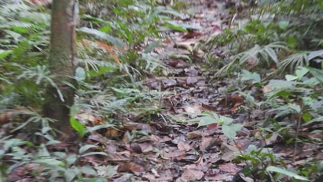 Banded Antbird - ML532581451