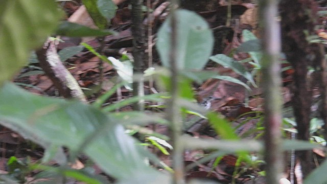 Banded Antbird - ML532581461